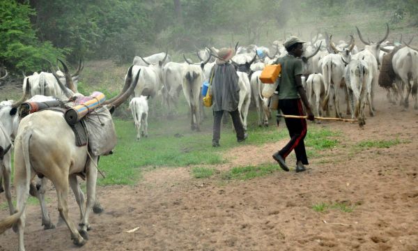 •Herdsmen on the move   