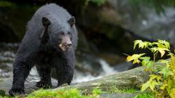 12-year-old boy shoots bear dead, rescues his father