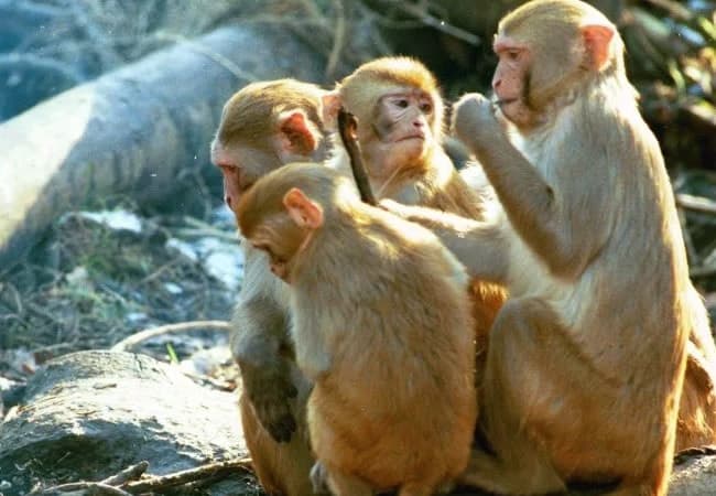 Monkeys save six-year-old from sexual assault