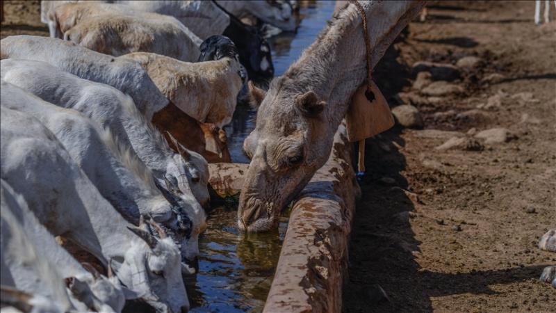 Severe drought in southern Africa leaves 15m people in urgent need of food aid