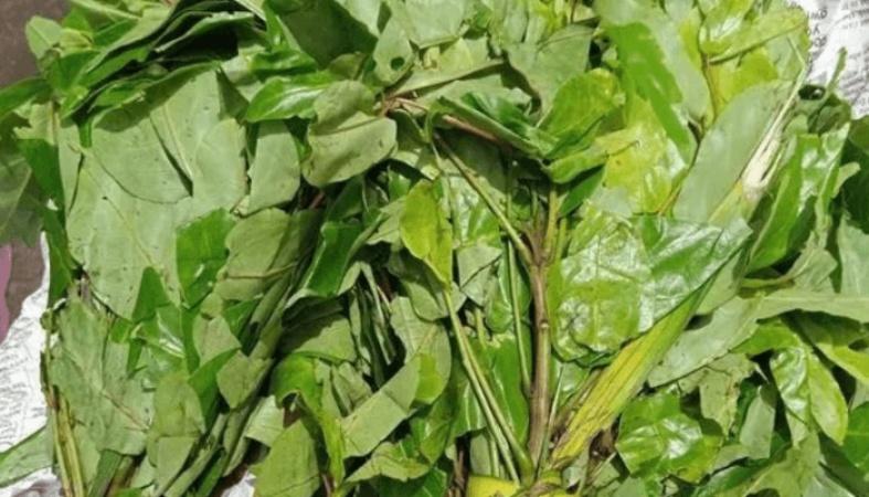 Oha, Okazi (Afang), other Nigerian delicacies at risk as leaves near extinction