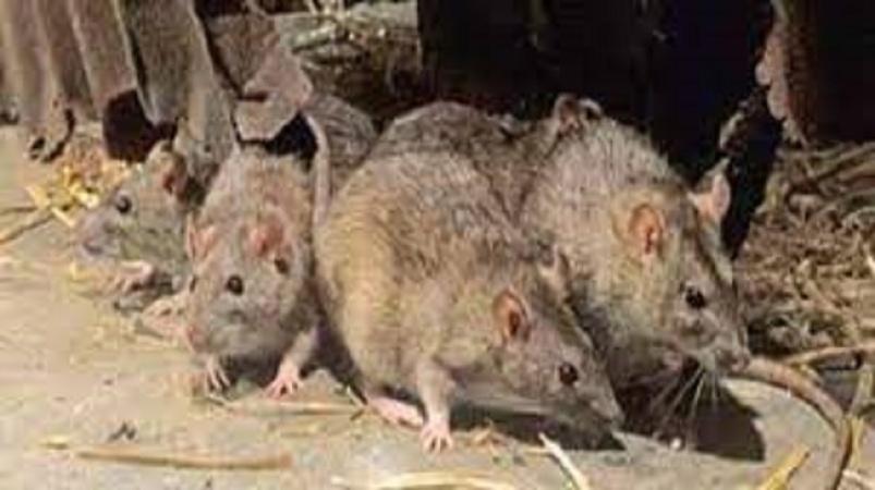 Stop eating rats to avert Lassa fever, NOA tells Benue residents