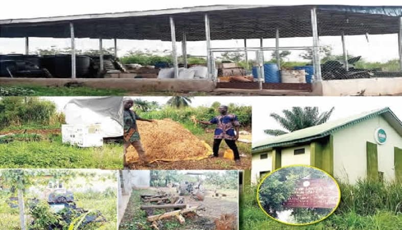 Farmers left in ruins as Ogun N4bn rice project disappears 