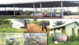 Farmers left in ruins as Ogun N4bn rice project disappears 