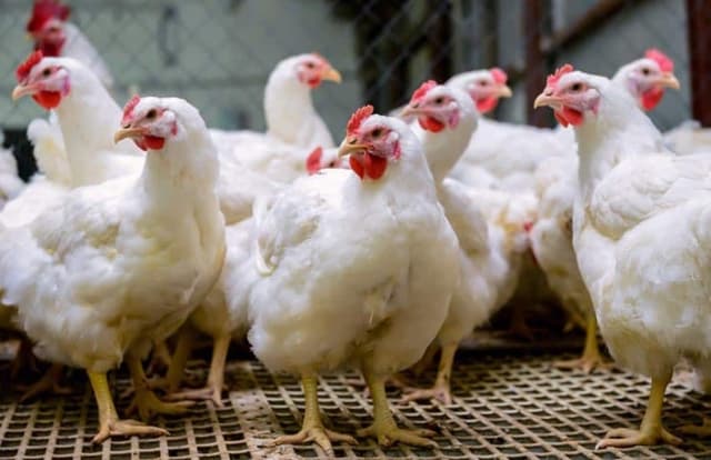Xmas chicken sparks uproar as seller lists price at N30,000