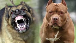 Dangerous dog breeds flood Nigeria amid dormant regulatory laws 