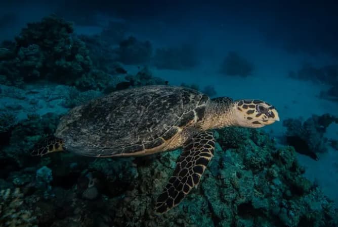 Three dead and dozens sick after eating sea turtle stew