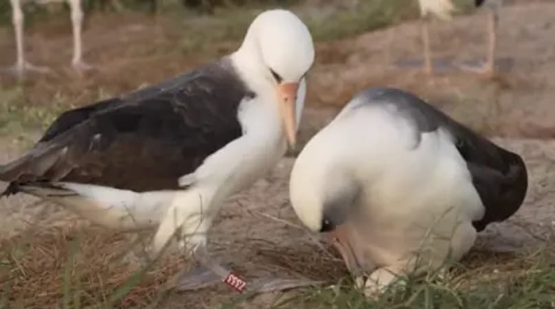 World?s oldest known wild bird lays egg at 74 