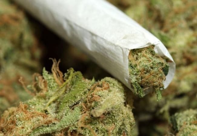 NDLEA busts six-hectare hemp farmland in Ogun 