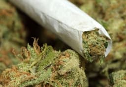 NDLEA busts six-hectare hemp farmland in Ogun 