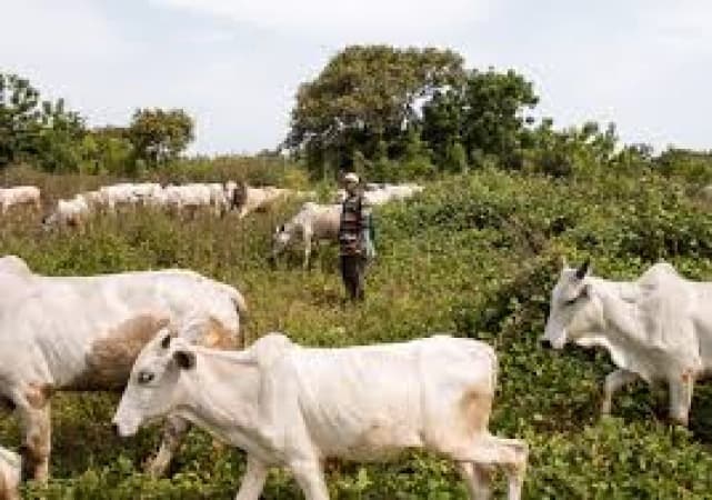 Oyo arrests herdsman, cattle for flouting anti-open grazing law 