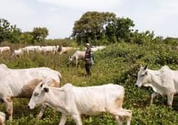 Oyo arrests herdsman, cattle for flouting anti-open grazing law 