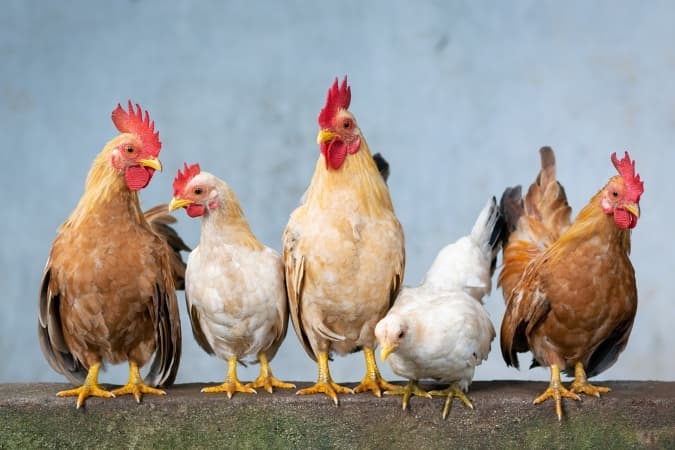  Christmas: Chicken costs N25,000, turkey N130,000 