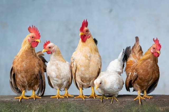  Christmas: Chicken costs N25,000, turkey N130,000 