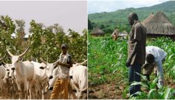 One dies, many injured as farmers, herders clash in Jigawa 