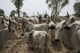 N11.8bn budget insufficient for Livestock Ministry take-off, says NASS 