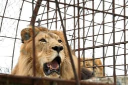 Man mauled by lion while filming TikTok video