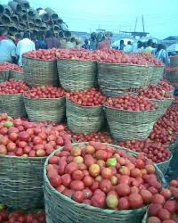 Price of tomatoes crashes amid glut, post-harvest losses