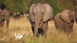 Elephant kills tourist while saving grandchildren in South Africa