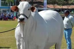 World’s most expensive cow sold for $4.8m