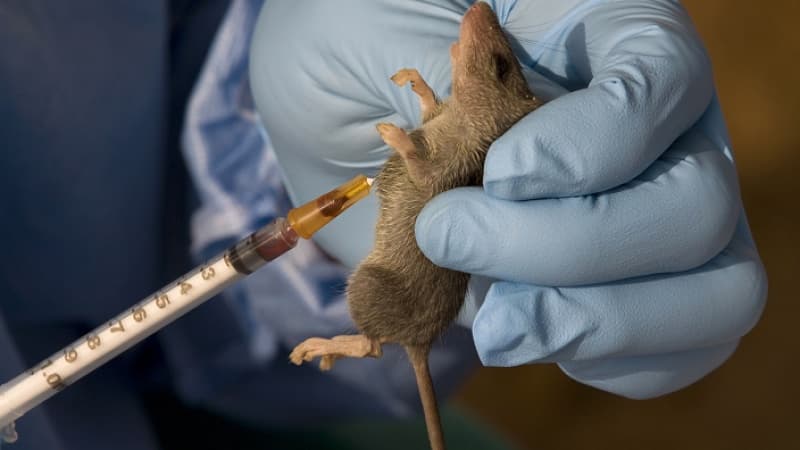 12 deaths, 76 new Lassa fever cases recorded in 10 states in one week — NCDC