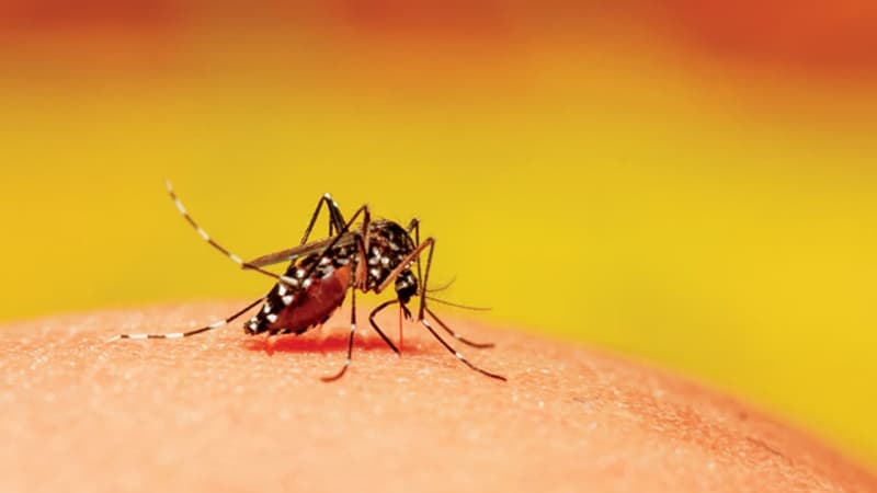 Village pays residents for catching mosquitoes to combat dengue