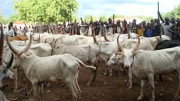 Reviving north-south cattle trade for improved livestock development