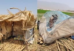 Gombe farmers relocate to farms over escalating hippo attacks