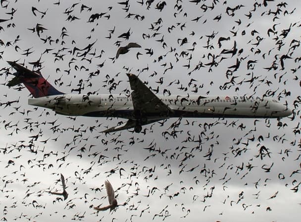 Domestic Airlines suffer flight disruptions, lose N3bn to bird strikes annually