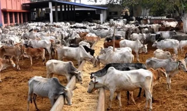 We don?t want cattle ranches in our communities ? South-East residents