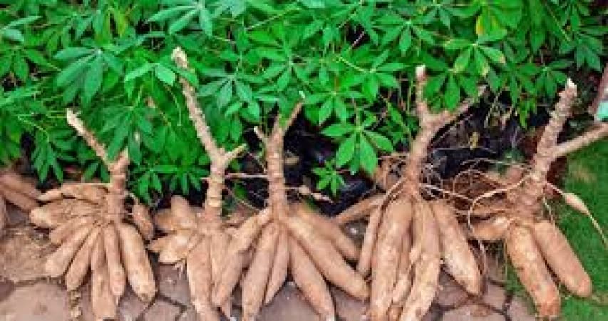 How Cassava will give Africa a foothold in AI development