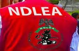 NDLEA laments high intake of cannabis, loud in Oyo