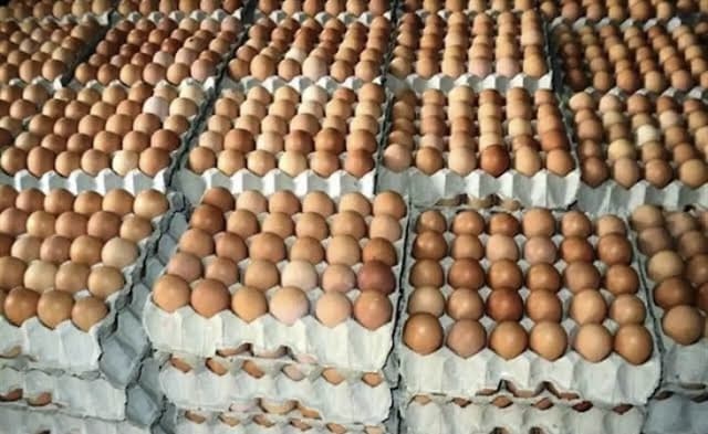 Lagos egg powder factory begins operations in Q4 — PAN