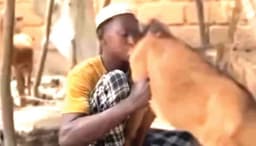 ?This is my first time? ? Man arrested for licking goat?s genitals