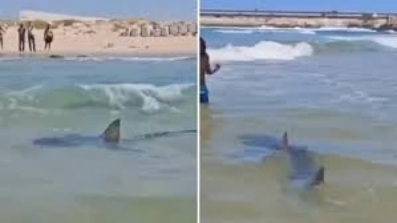 Remains found after rare shark attack on swimmer in Israel