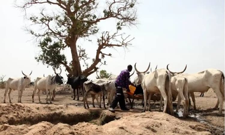 18 cows die after grazing on fumigated farmland in Plateau