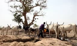 18 cows die after grazing on fumigated farmland in Plateau