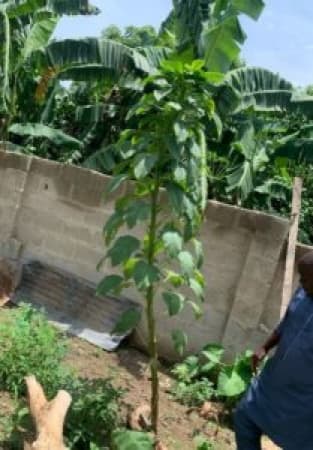 Record-breaking African Spinach found in Ekiti