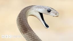 ?Unparalleled? snake antivenom made from man bitten 200 times