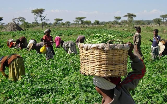 Farmers in Ondo, Ekiti, Osun lament dearth of unskilled labour, cost of inputs