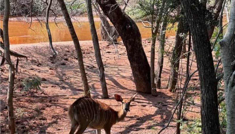 Air Peace aircraft kills antelope