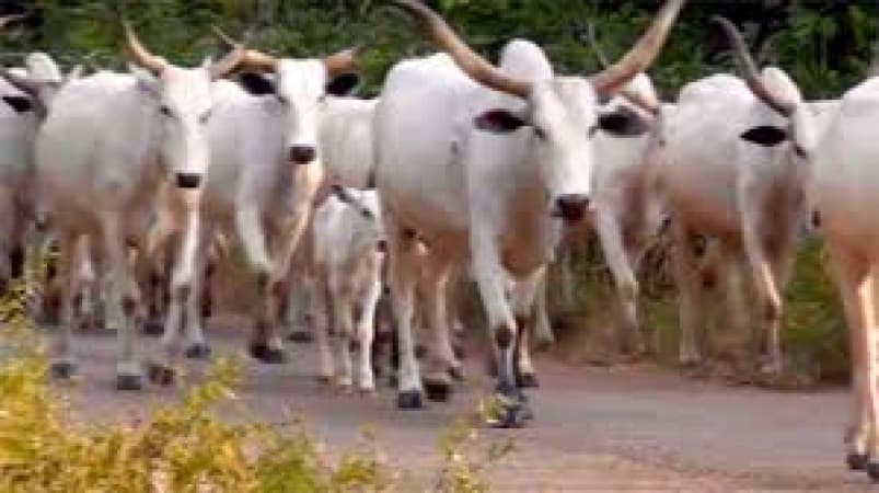 Price of cattle soars as consumers, butchers groan