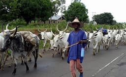 Attacks: Idoma Traditional Council orders herdsmen out of Benue South