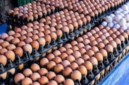 Eggs: Poultry farmers lament low patronage on reduced purchasing power