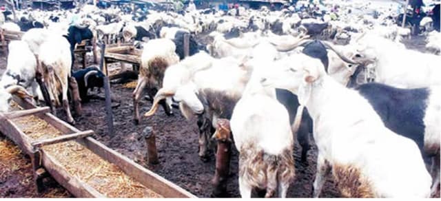 Eid-El-Kabir: Dealers decry low patronage as prices of rams soar in Abuja