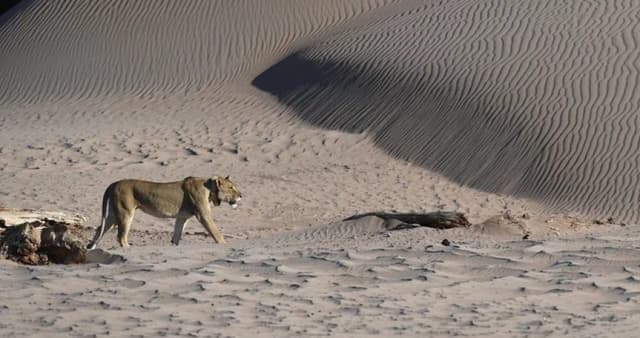 Lion kills businessman at luxury safari lodge