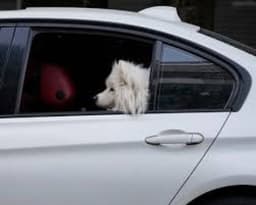 Iran extends ban on dog-walking for ‘public order, safety and health’