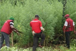 NDLEA destroys cannabis farms, arrests 39 suspects in Edo