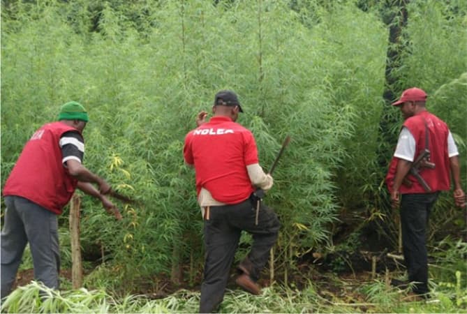 NDLEA destroys cannabis farms, arrests 39 suspects in Edo