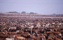 Ebonyi pays N150m counterpart fund for integrated ranch project